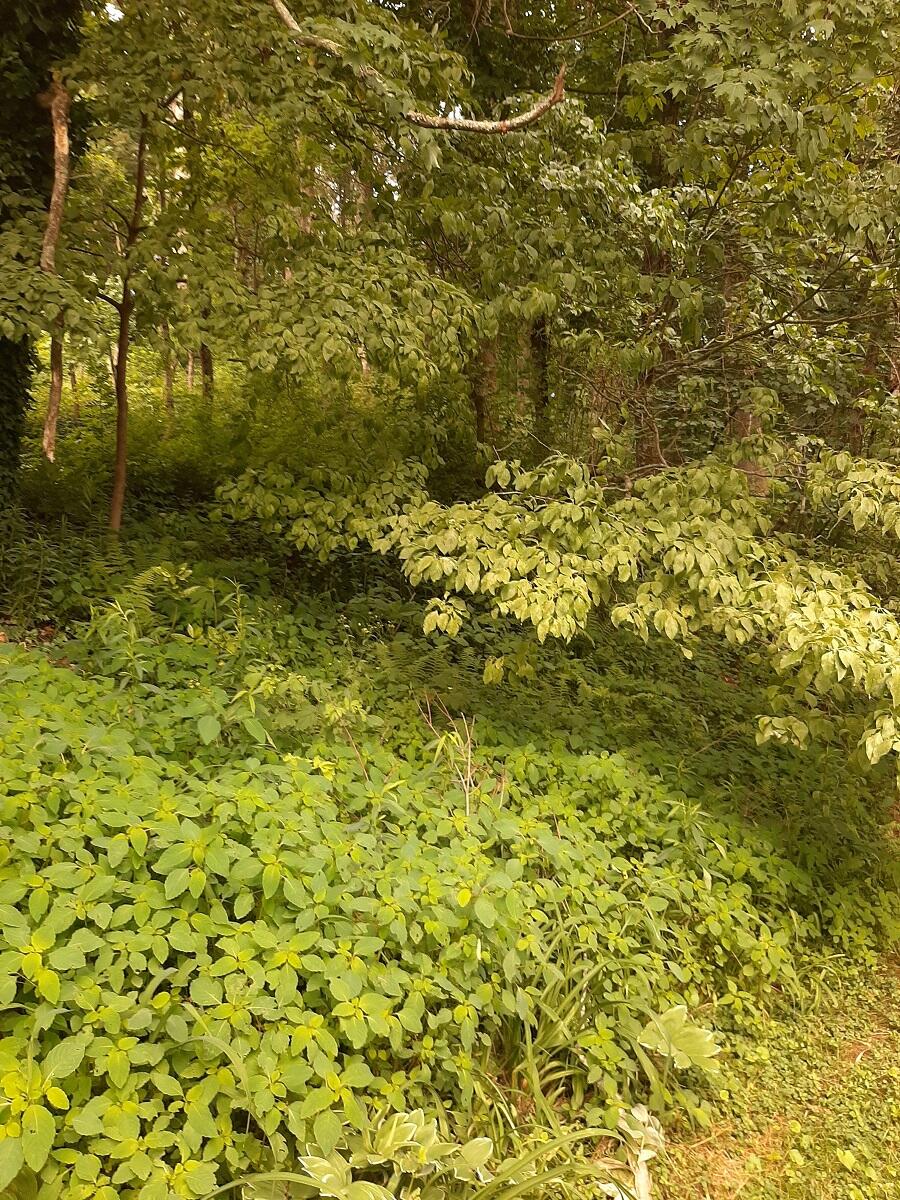 10468 Fortune Ridge Road Bent Mountain, VA 24059 - Photo 10 of 31 20210624_093923