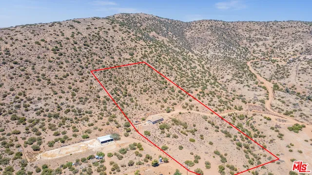 a view of a dry plant in the distance