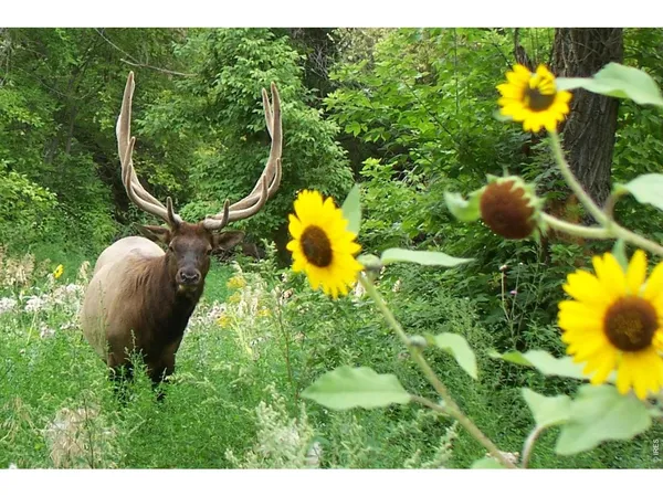 $2,750,000 | 95 Rowell Drive, Lyons, CO 80540