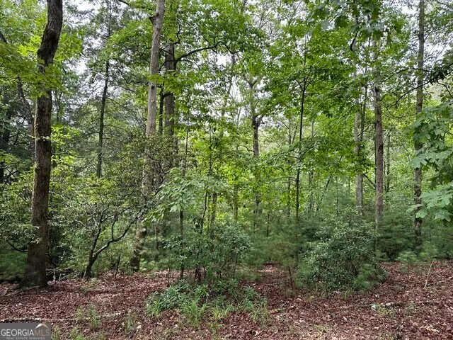 a view of a forest with a tree