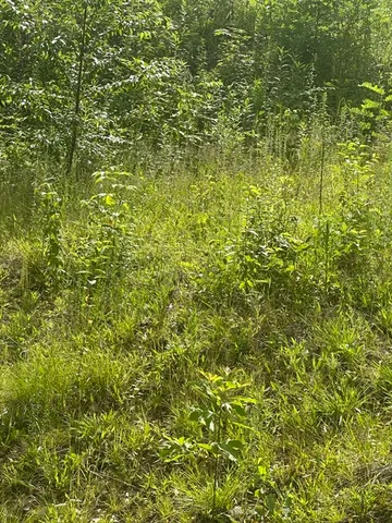 a view of a lush green field