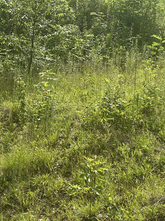 31 Walsh Avenue Auburn, MA 01501 - Photo 3 of 12 a view of a lush green field