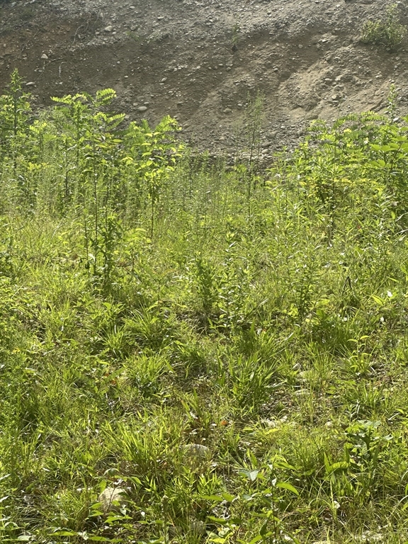 31 Walsh Avenue Auburn, MA 01501 - Photo 4 of 12