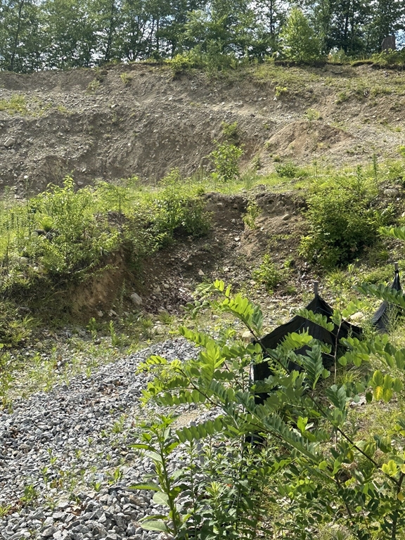 31 Walsh Avenue Auburn, MA 01501 - Photo 6 of 12 a view of a yard with plants and a bench