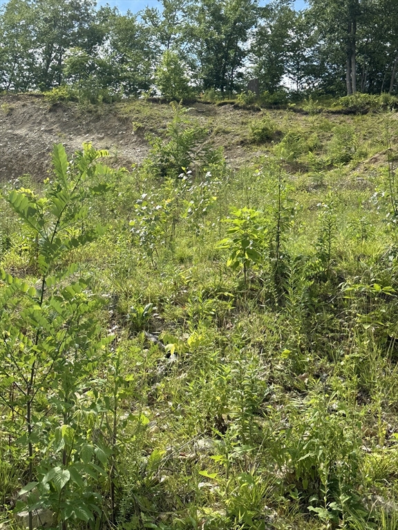 31 Walsh Avenue Auburn, MA 01501 - Photo 7 of 12 a view of a large yard with plants and large trees