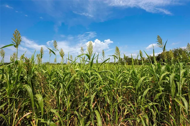 a view of a yard with plants