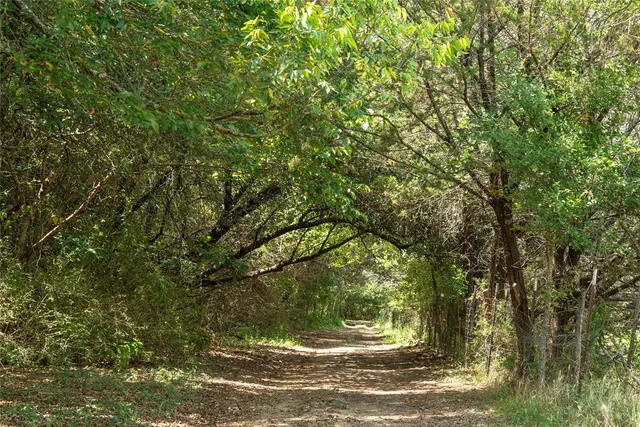 a view of a tree in a yard