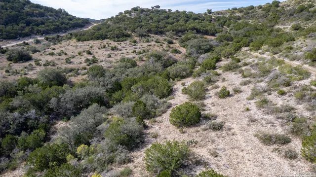 a view of a forest with trees