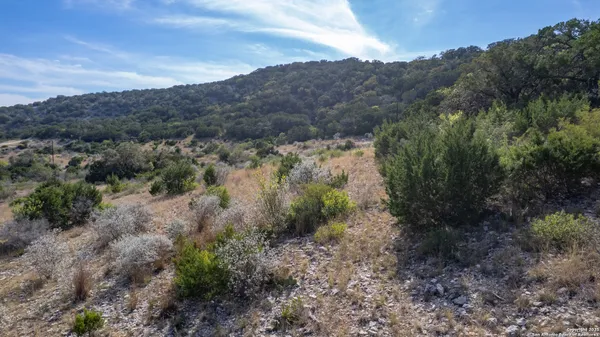 a view of a forest with a forest