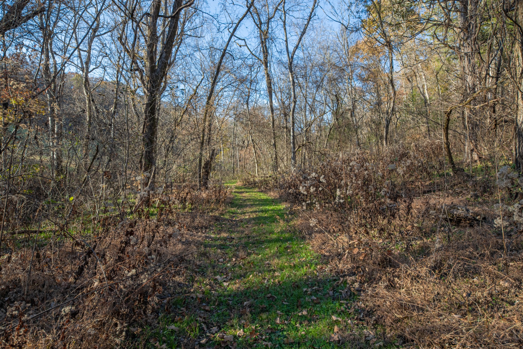 2031 Creecy Hollow Road Pulaski, TN 38478 - Photo 54 of 99