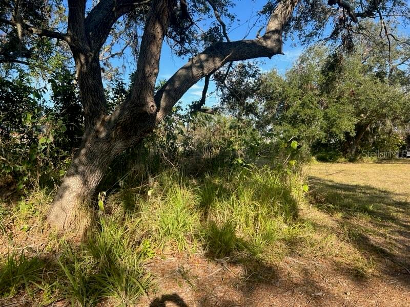 4122 North Lockwood Ridge Road Sarasota, FL 34235 - Photo 4 of 6 a view of a yard