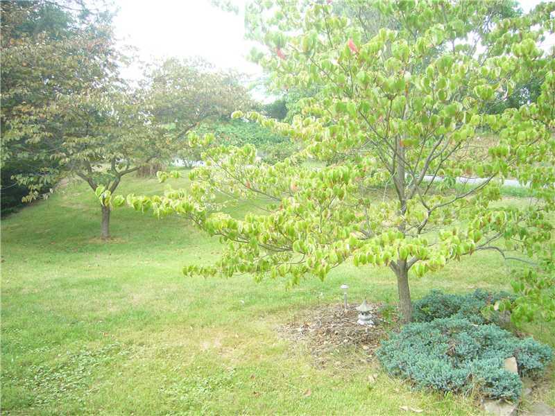 221 West Shaffer Road Aliquippa, PA 15001 - Photo 10 of 11 Exterior Front. Front yard! Peaceful and easy on the eyes!