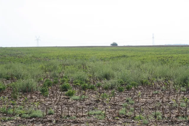 $264,000 | Tbd Gooseneck Road, Unit 1, Bartlett, TX 76511