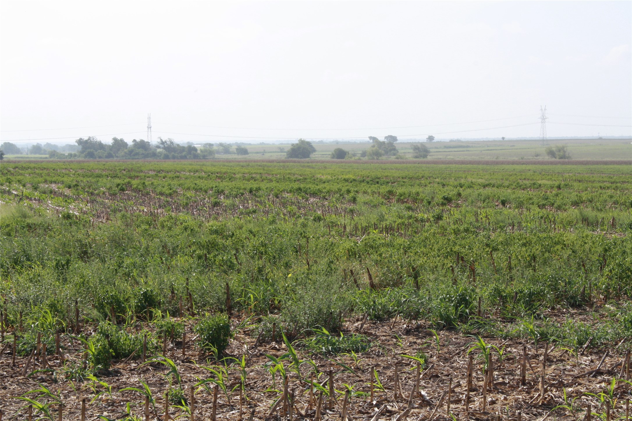 Tbd Gooseneck Road, Unit 1 Bartlett, TX 76511 - Photo 9 of 14 a view of a field with an trees