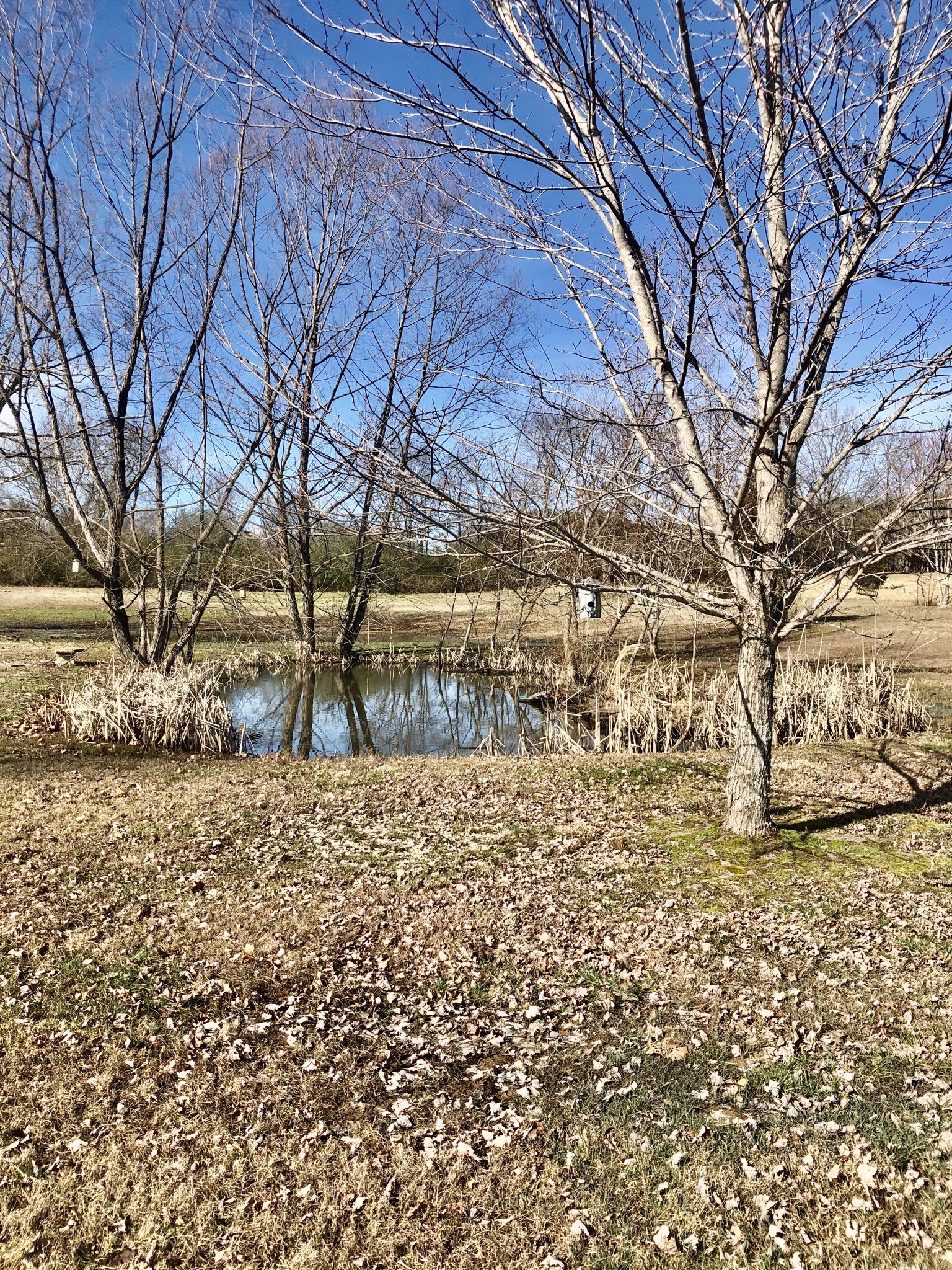 960 Eli Road Bon Aqua, TN 37025 - Photo 5 of 28 Gallery Image 5