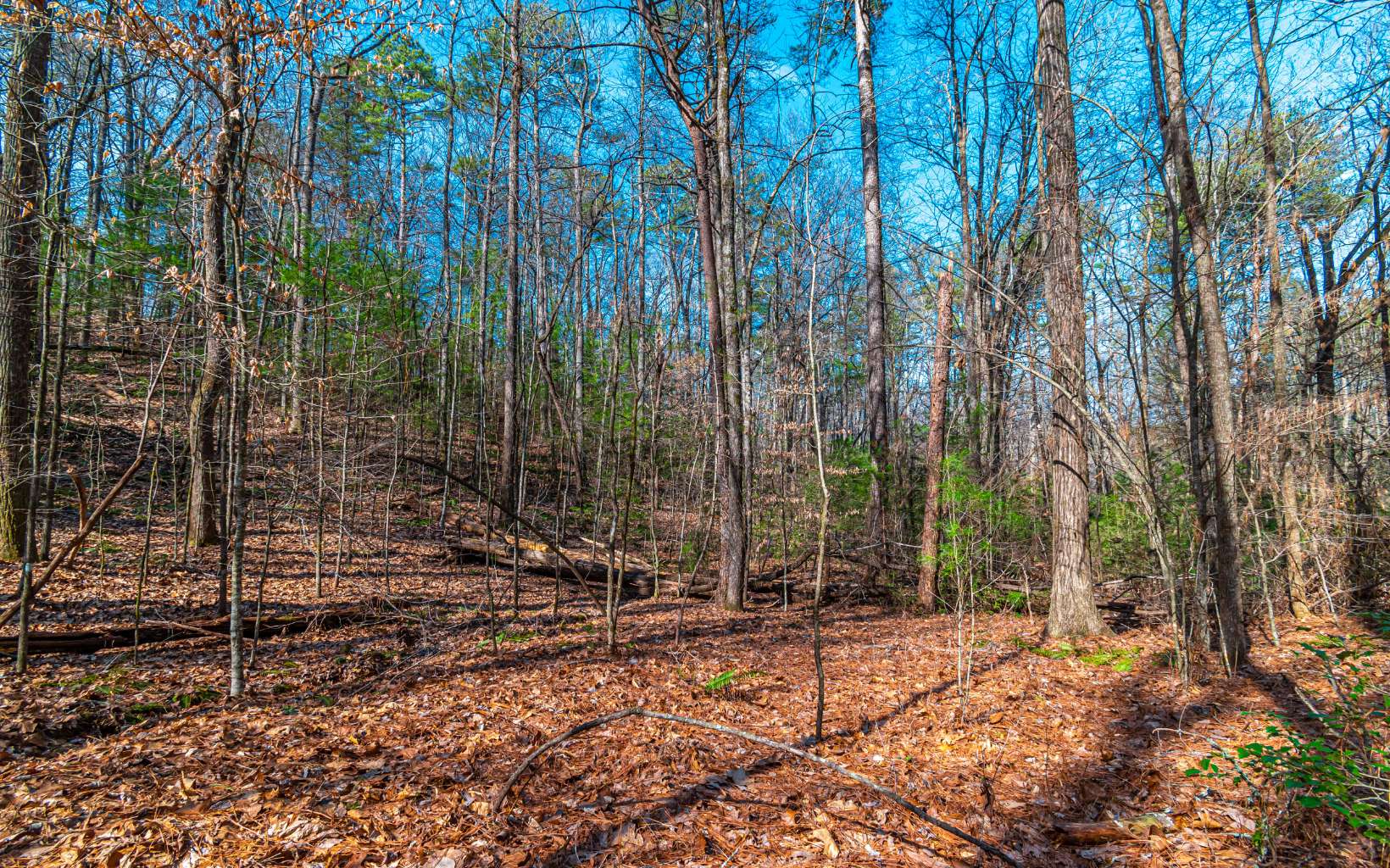 11.06 Piney Spur Road Ellijay, GA 30536 - Photo 11 of 38 Additional View