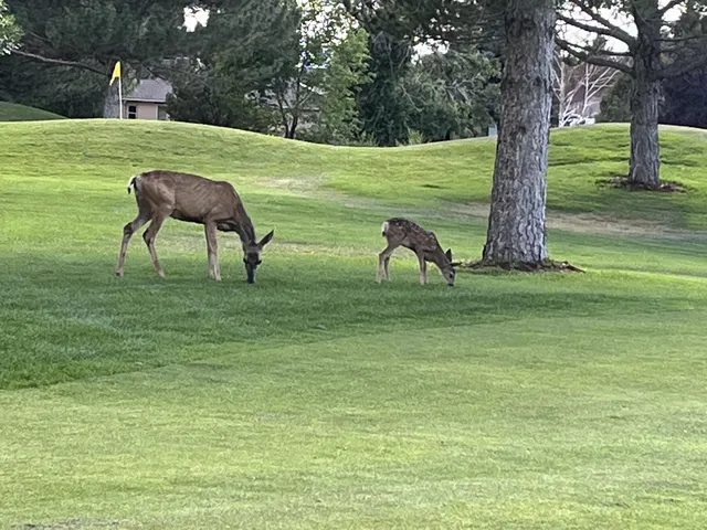 a garden view with a seating space