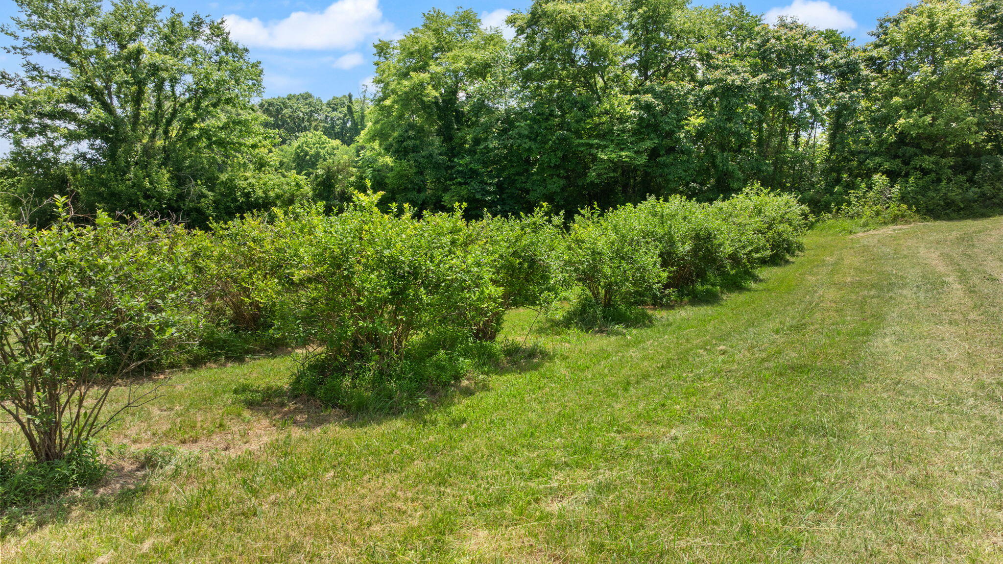 1717 Halltown Road Canmer, KY 42722 - Photo 40 of 83 62-web-or-mls-DJI_20260606141436_0480_D