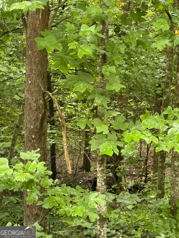 a view of a lush green forest