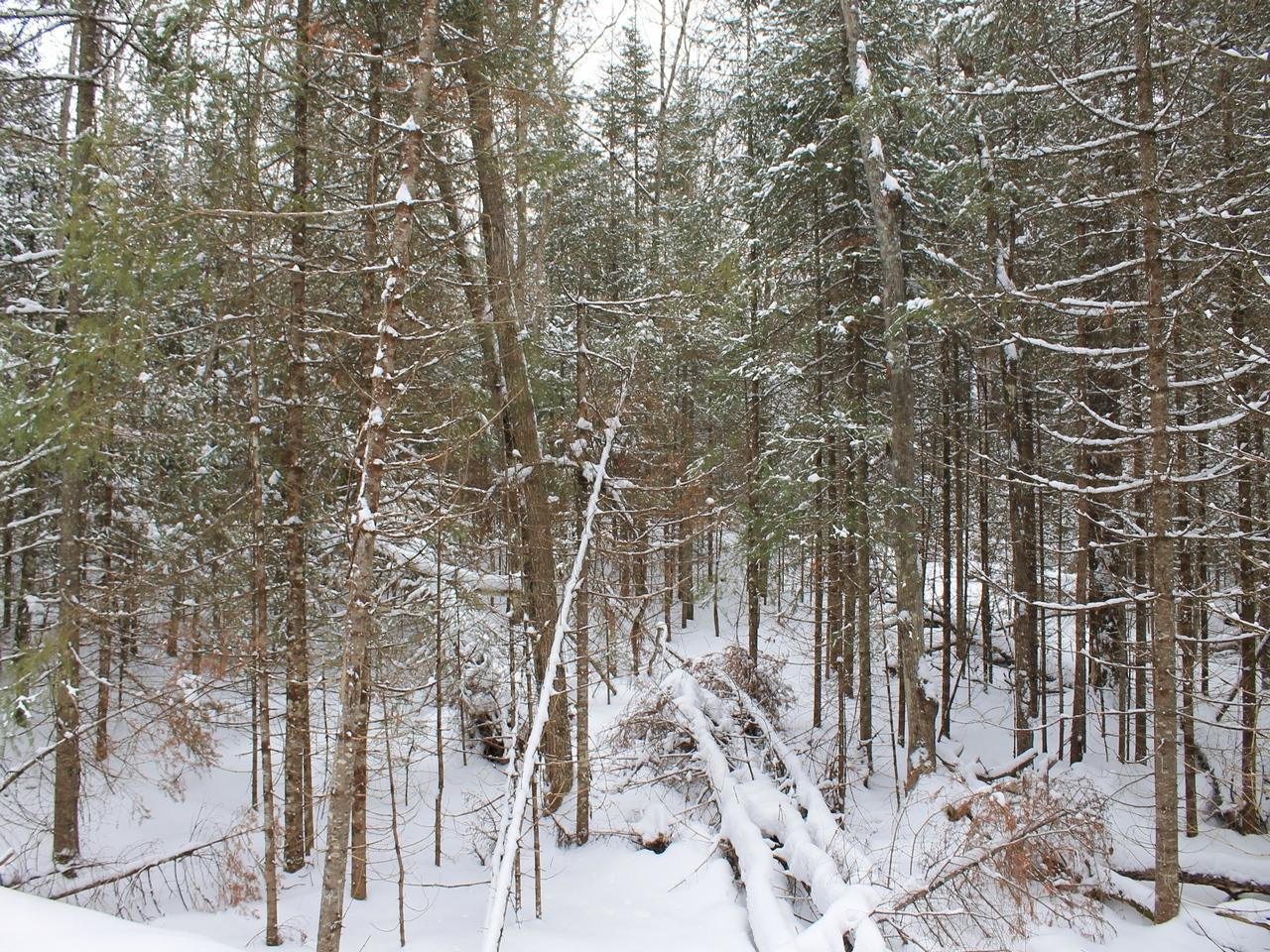 Off East Bay Road, Unit LOT 6 Presque Isle, WI 54557 - Photo 10 of 26 Gallery Image 10
