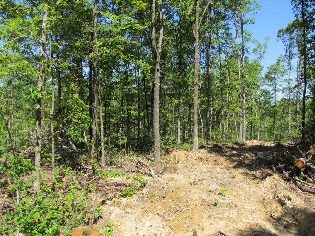 0 North Herman Clark Road Erin, TN 37061 - Photo 3 of 13 Interior road system