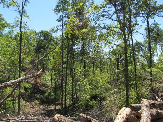 0 North Herman Clark Road Erin, TN 37061 - Photo 7 of 13 Gallery Image 7