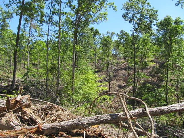 0 North Herman Clark Road Erin, TN 37061 - Photo 8 of 13 Gallery Image 8