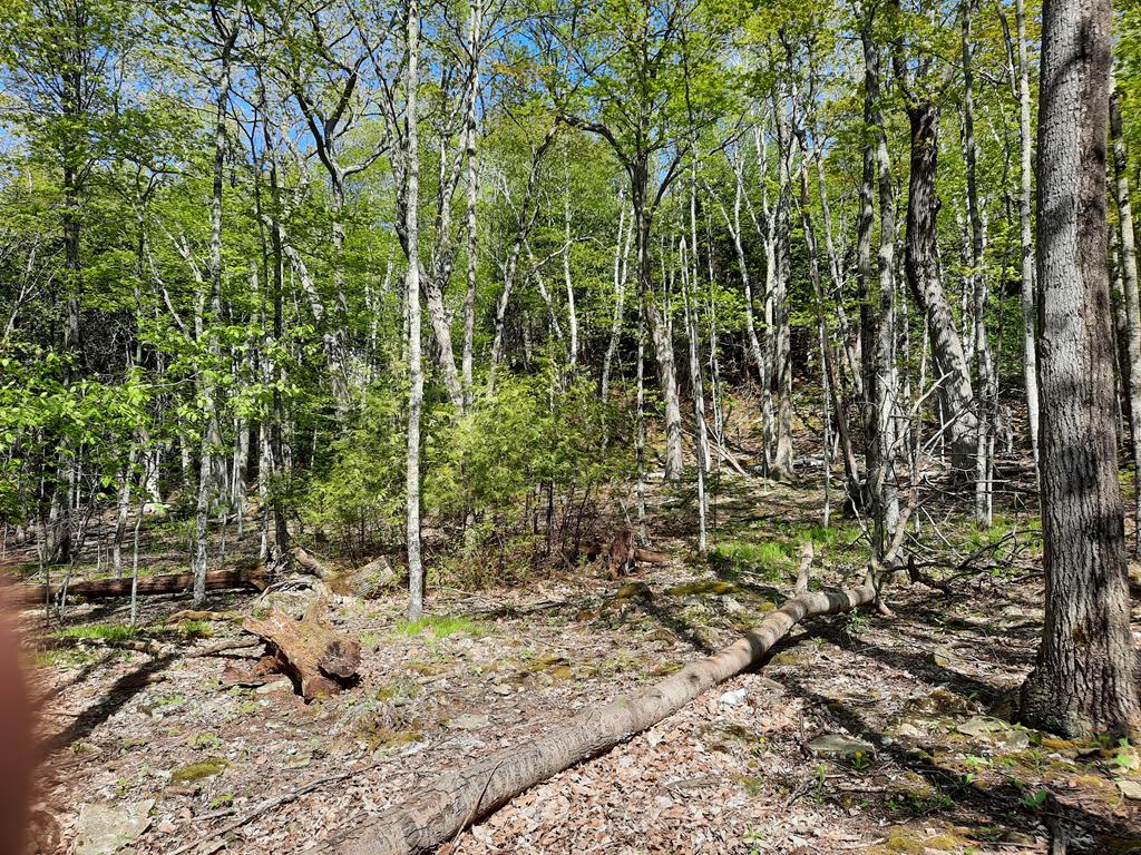 Tbd White Cliff Road Fish Creek, WI 54212 - Photo 3 of 6