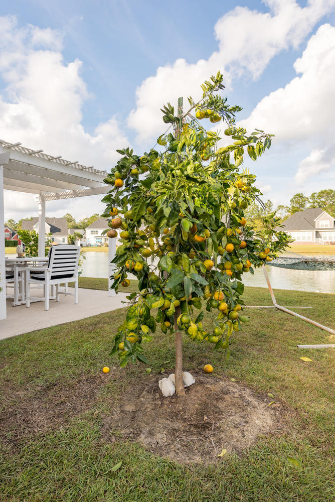1196 Rivers Reach Drive Charleston, SC 29492 - Photo 54 of 66 Many fruit trees to enjoy
