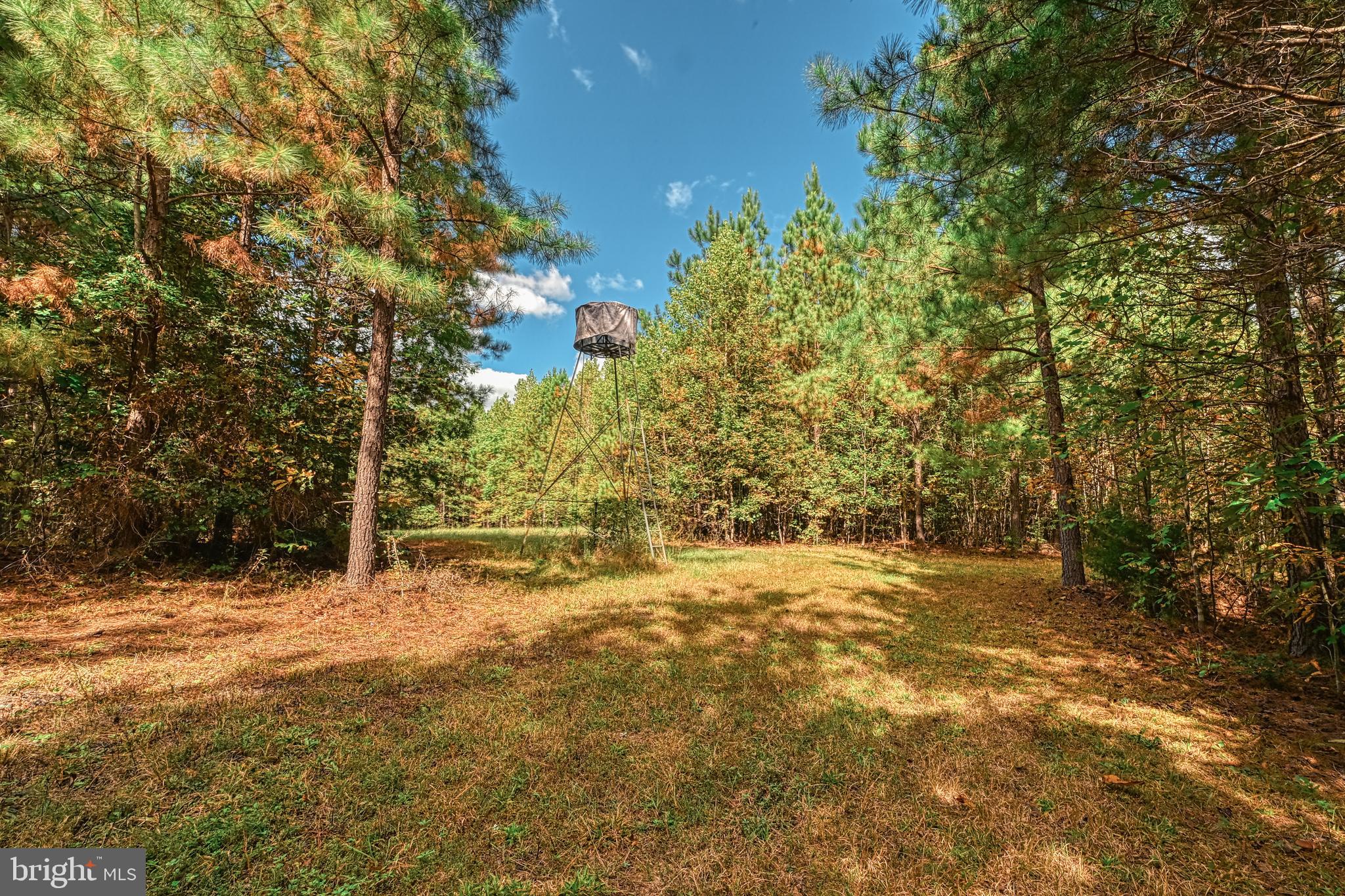 Cross Country Road Mineral, VA 23117 - Photo 20 of 58 a view of an trees with an outdoor space