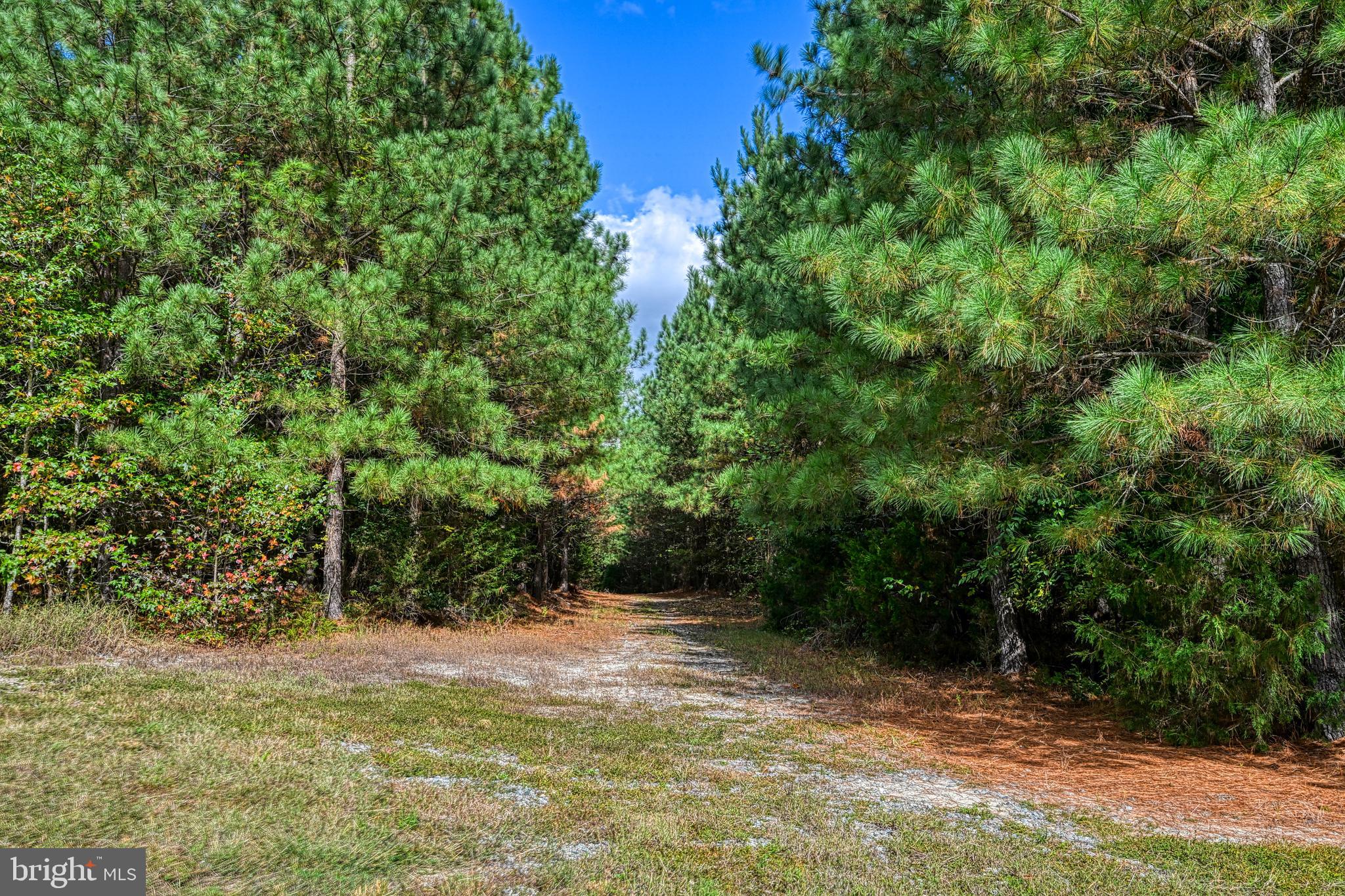 Cross Country Road Mineral, VA 23117 - Photo 33 of 58 a view of a yard with plants and large trees