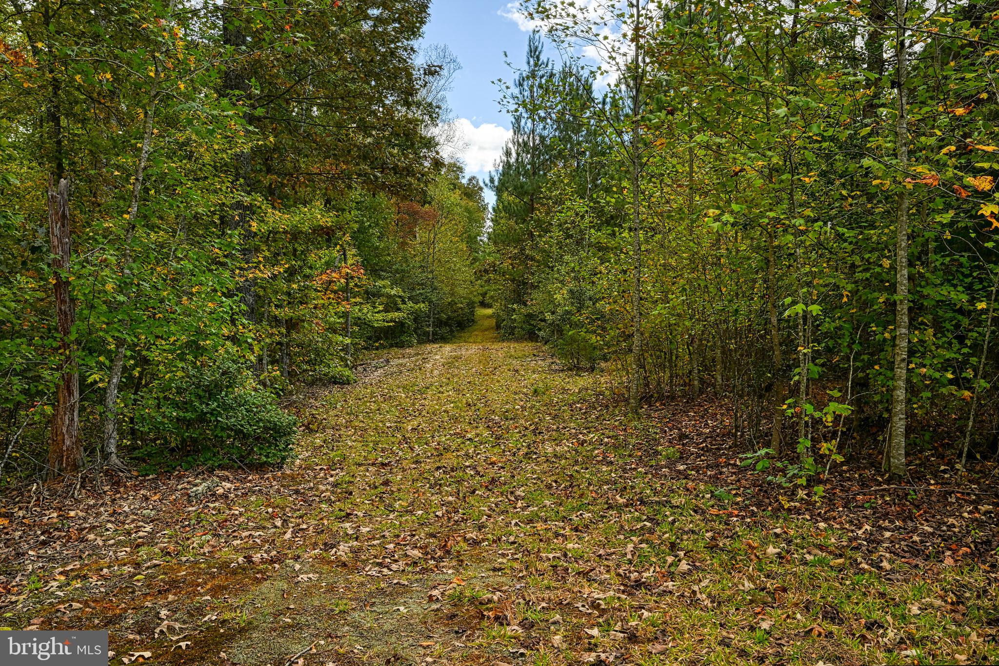 Cross Country Road Mineral, VA 23117 - Photo 4 of 58 a view of a yard with plants and large trees