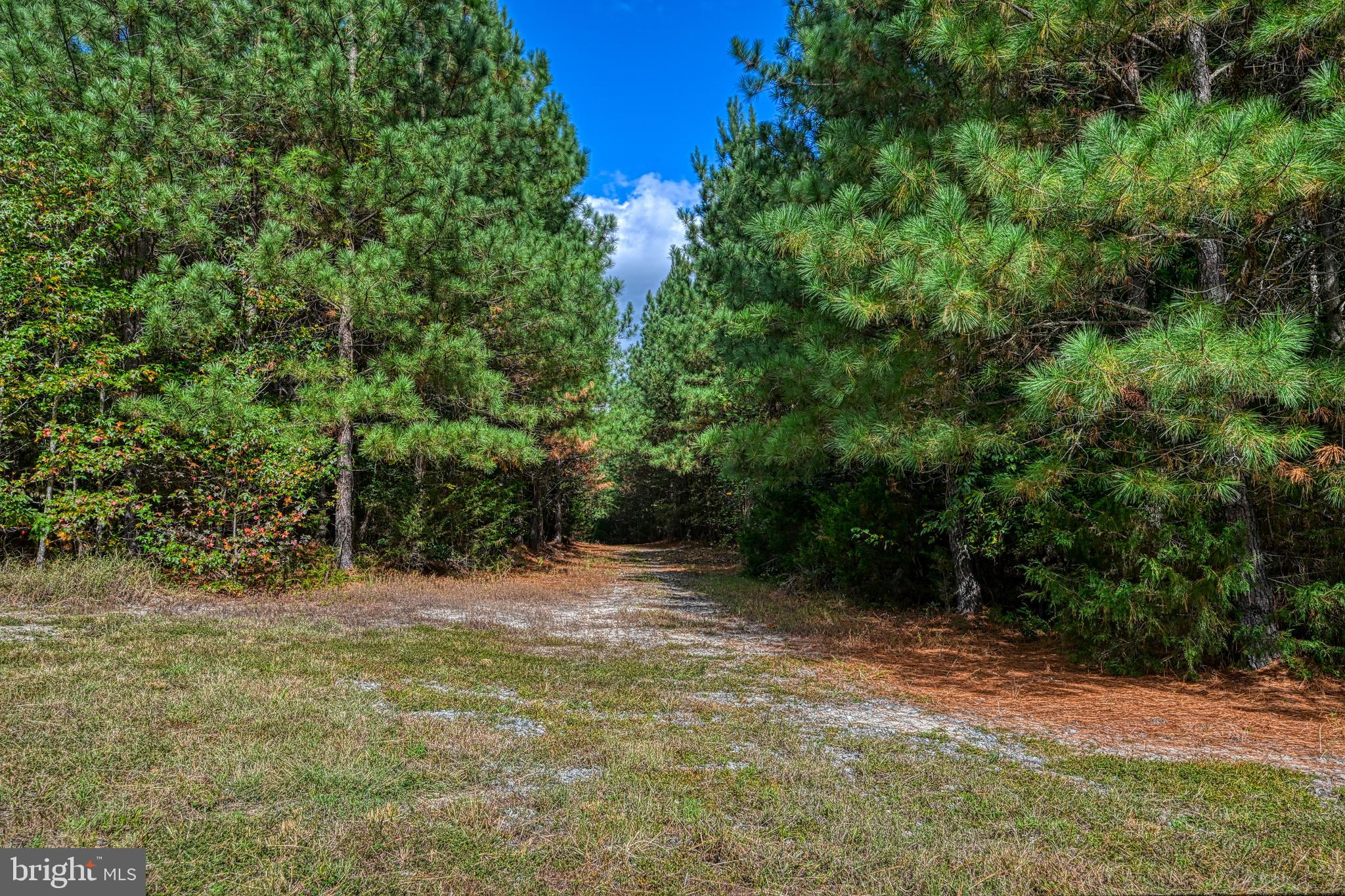 Cross Country Road Mineral, VA 23117 - Photo 42 of 58 a big yard with lots of green space and plants