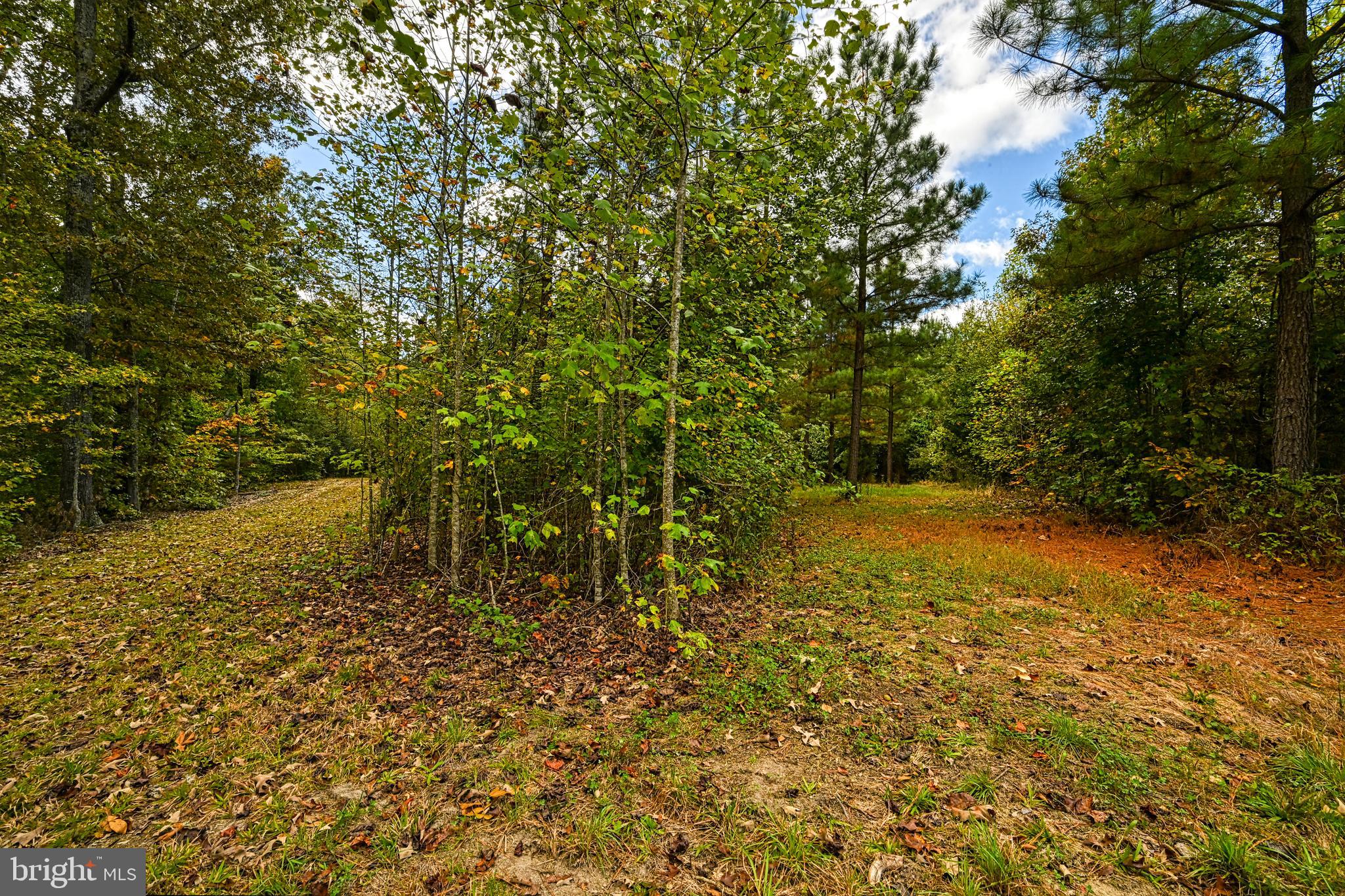 Cross Country Road Mineral, VA 23117 - Photo 5 of 58 a view of a yard with a tree