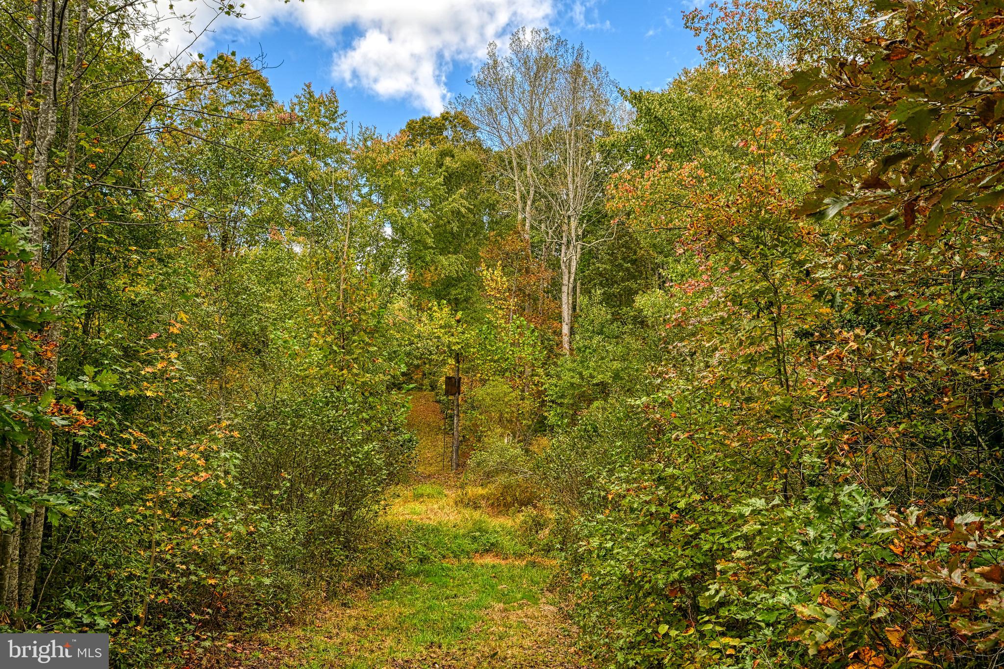 Cross Country Road Mineral, VA 23117 - Photo 6 of 58 a view of a tree in a yard
