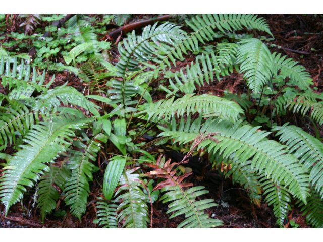 0 Back Road La Honda, CA 94020 - Photo 8 of 9