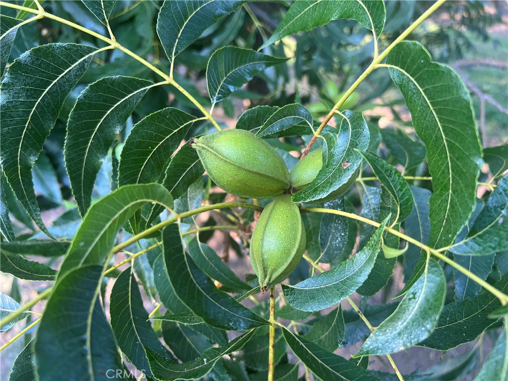 14450 Meridian Road Chico, CA 95973 - Photo 17 of 37