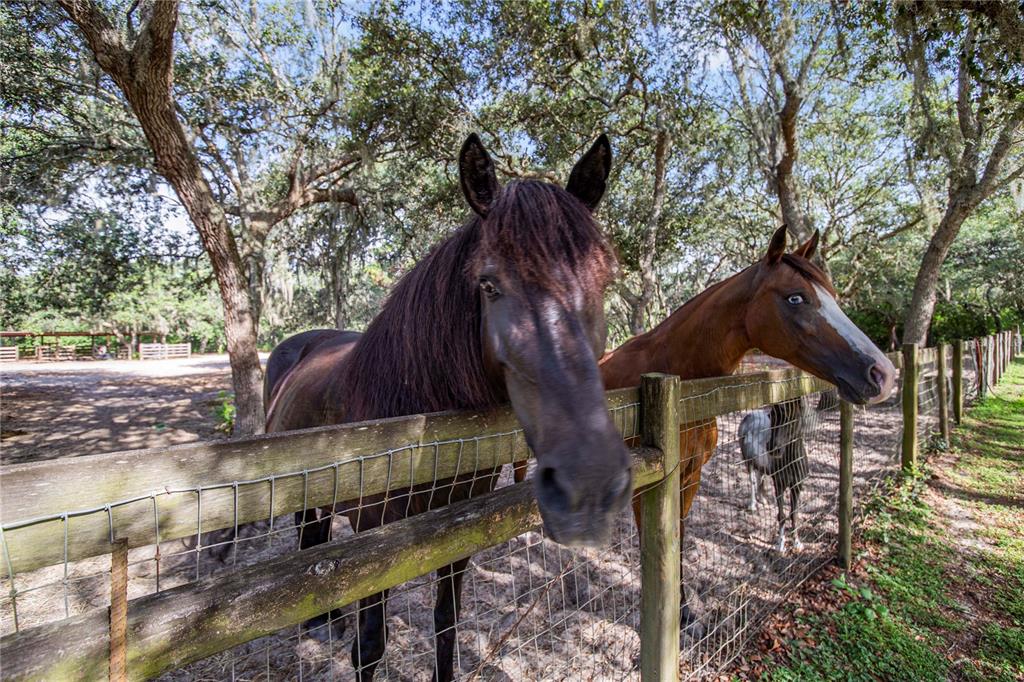 10740 Jim Edwards Road Haines City, FL 33844 - Photo 41 of 66