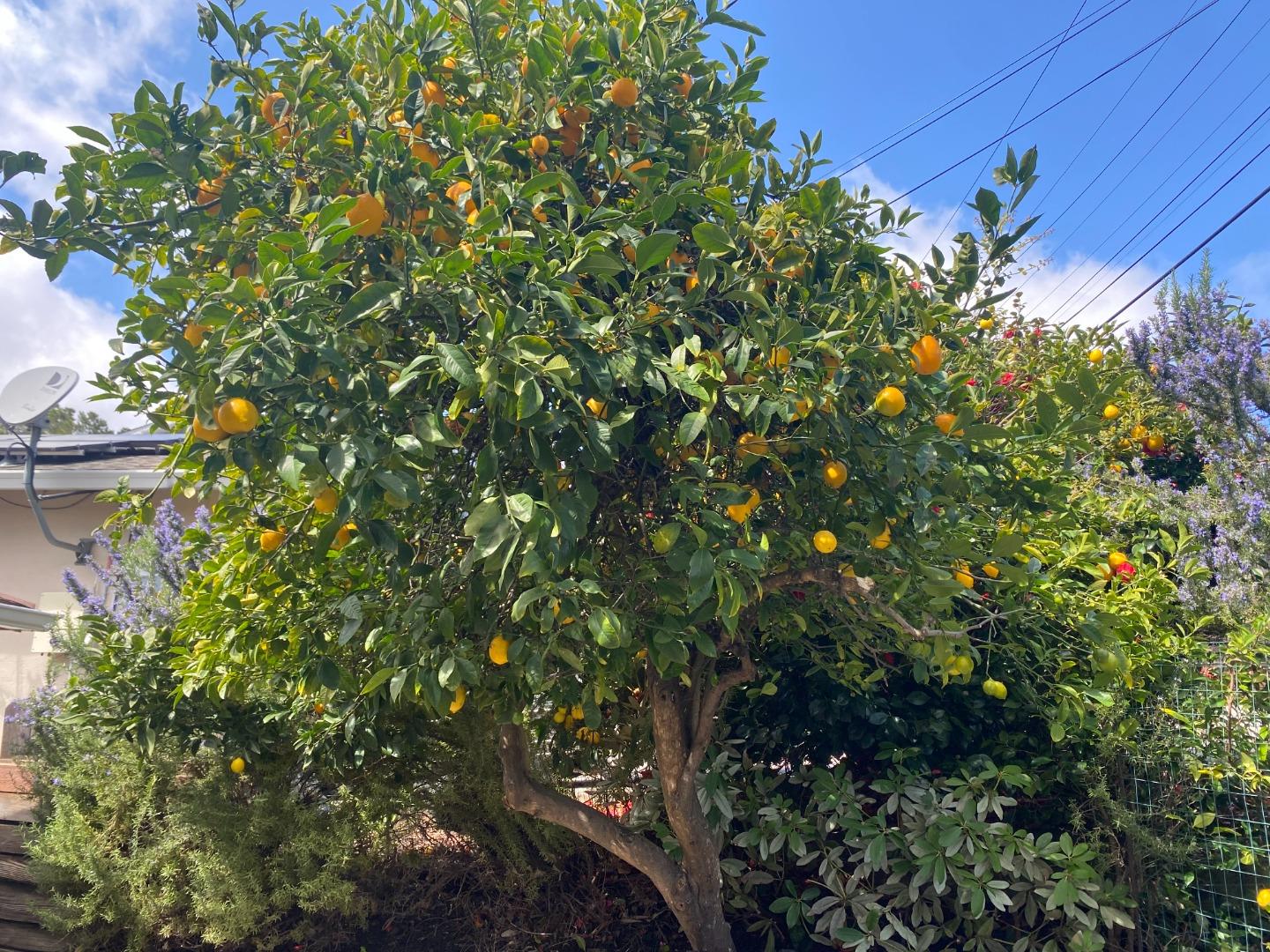 2625 Sequoia Way Belmont, CA 94002 - Photo 18 of 18 a view of a tree