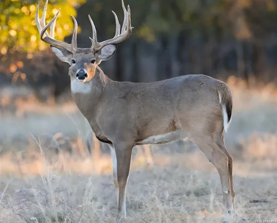 $1,289,000 | 149-150 151 Fm 1796, El Indio, TX 78860