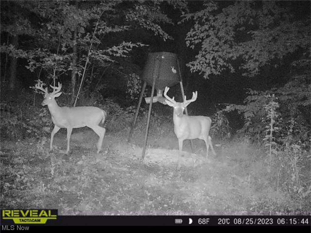 73110 Turkey Run Road Kimbolton, OH 43749 - Photo 27 of 29 deer