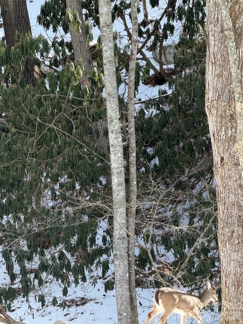 Lot 38 Sonterra Ridge Lansing, NC 28643 - Photo 5 of 7