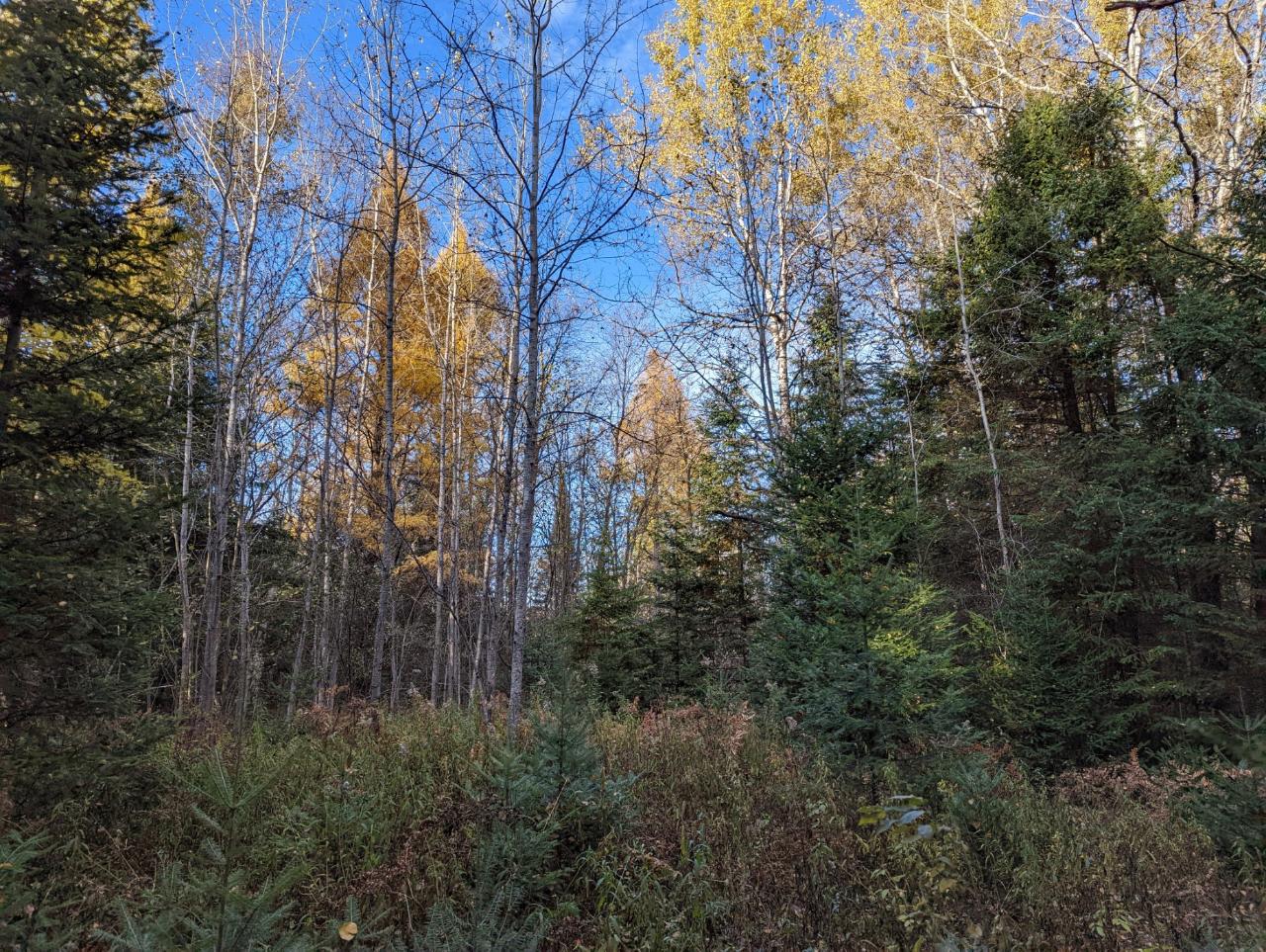 0 East Wilson Flowage Road Phillips, WI 54555 - Photo 26 of 39 Gallery Image 26