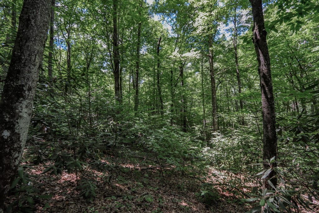 33983400 Laurelwood Road Cosby, TN 37722 - Photo 28 of 35 Gallery Image 28