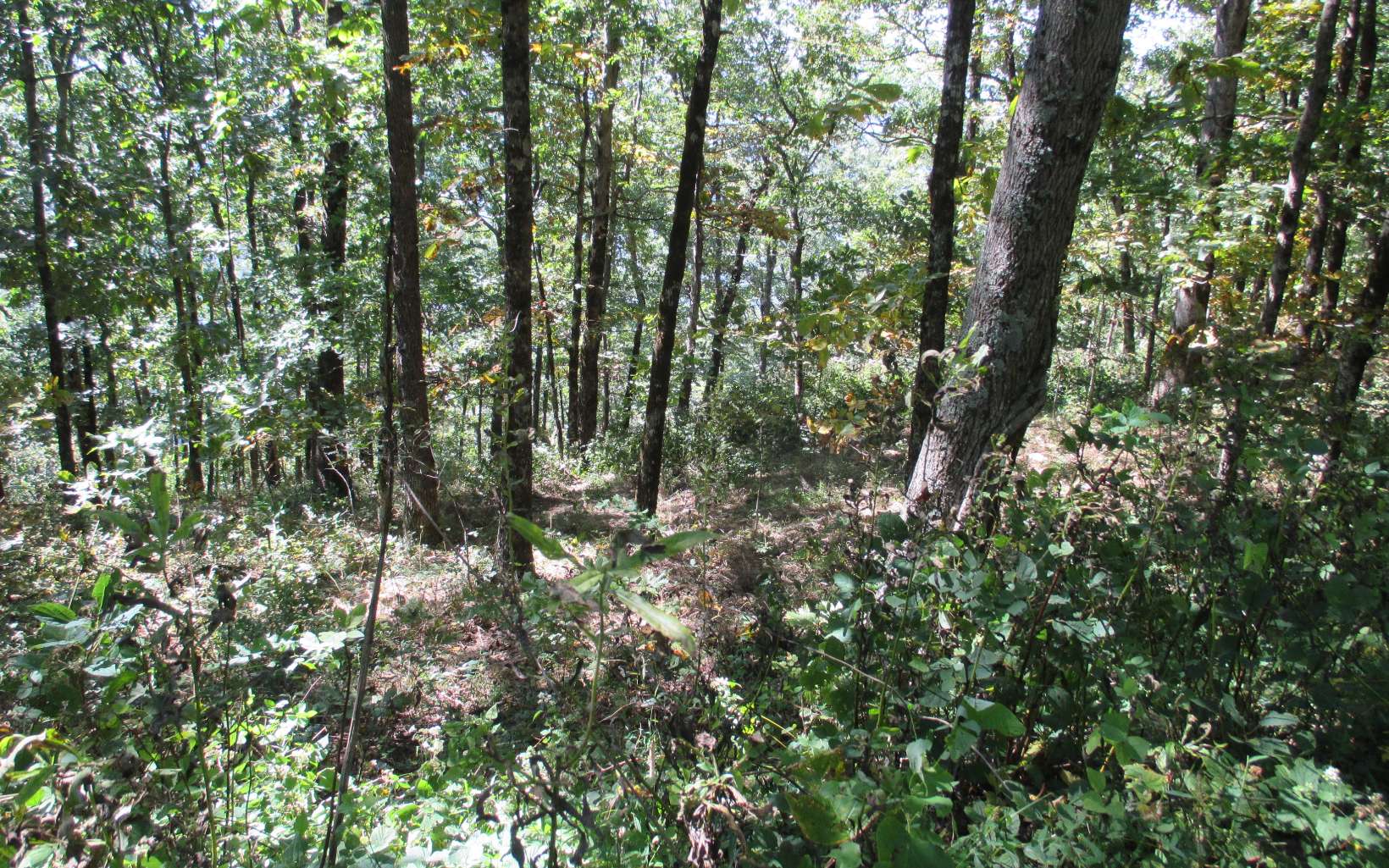 25 Monument Road Jasper, GA 30143 - Photo 3 of 4 Additional View
