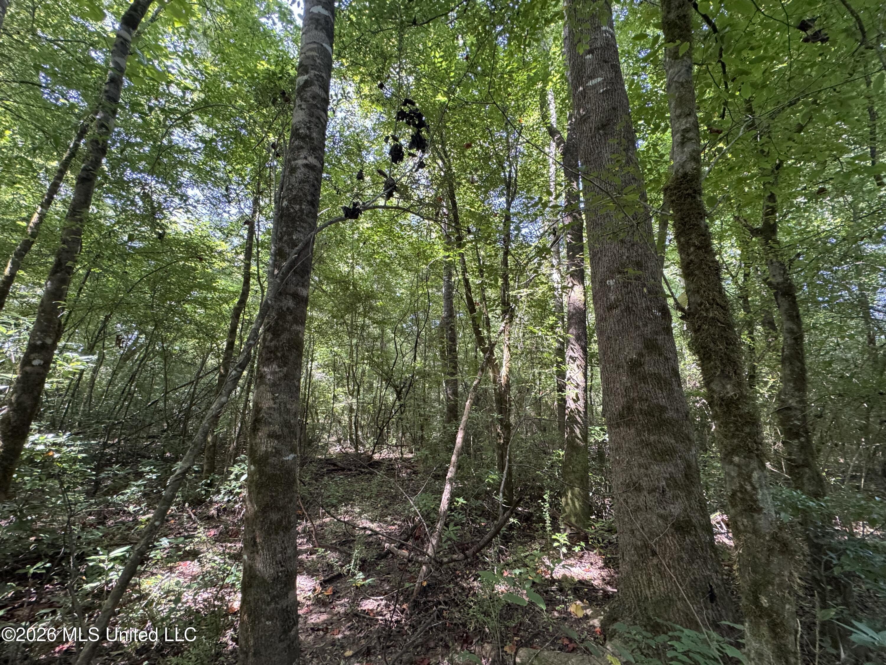 32 A Sauls Road Ruth, MS 39662 - Photo 18 of 22 Land-for-sale-Ruth-MS (17)