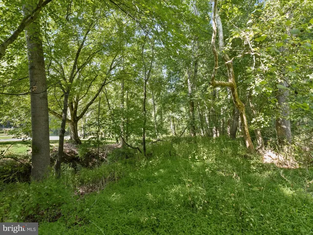 a view of a lush green forest