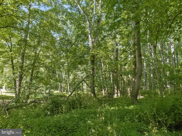 a view of a lush green forest