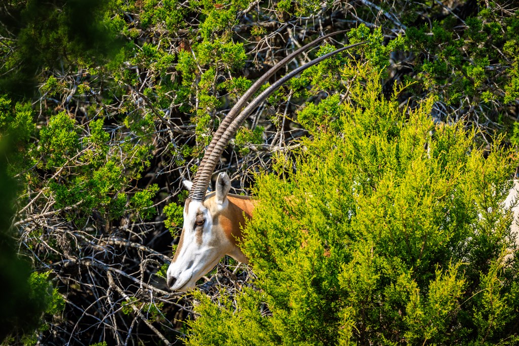 3417 Kc 443 Harper, TX 78631 - Photo 16 of 65 a view of a tree