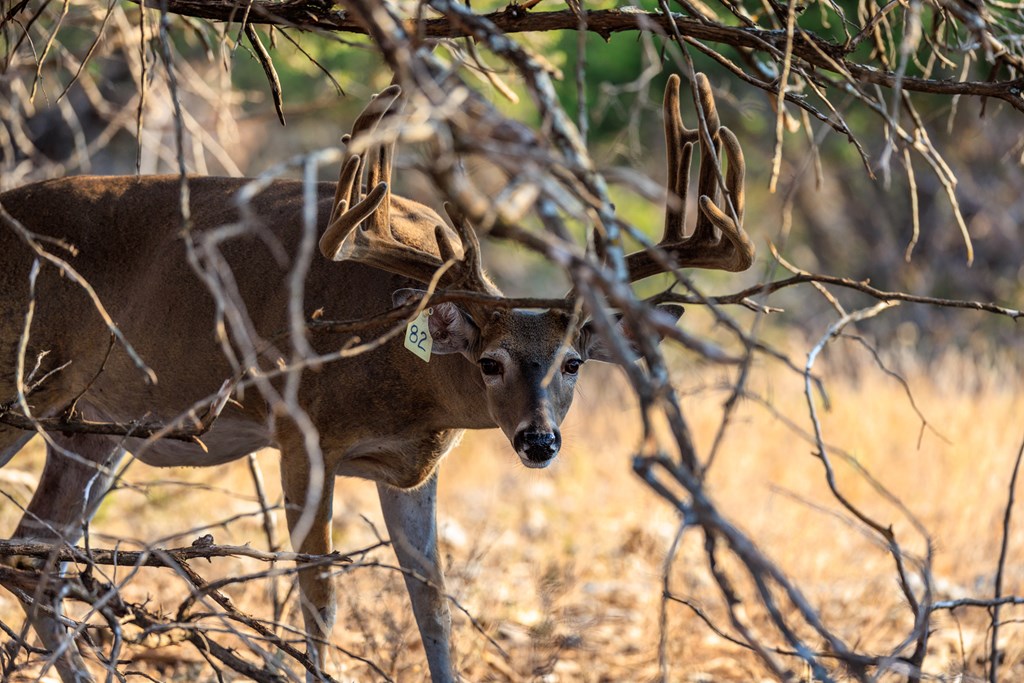 3417 Kc 443 Harper, TX 78631 - Photo 18 of 65 a picture of a tree